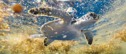Very Young Green Turtles Go Into the Sargasso Sea