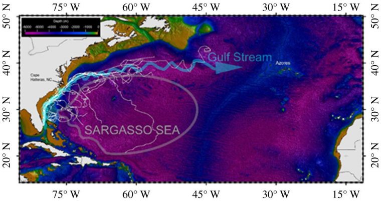 Satellite tracks from the 21 young green sea turtles in reference to the Gulf Stream and general boundaries of the Sargasso Sea. The tracks (white lines) are overlaid on bathymetric gridded global relief data (ET0P02v2), showing the various routes taken by turtles leaving the Continental Shelf (light brown) and entering oceanic waters (blue and purple) (from [Mansfield et al., 2021])
