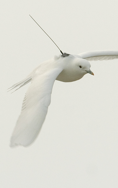 ivory gulls tagged flying