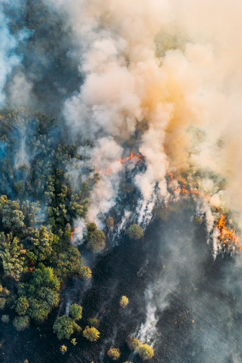 wildfire in a forest
