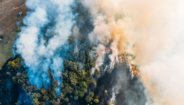 marine animals wildfire