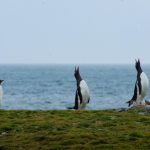 Antarctic Penguins Outside ONC Observatory
