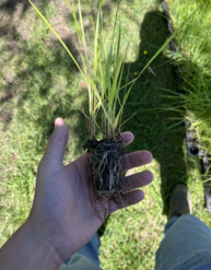 Native grass plug for marsh restoration