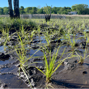 Planted grass plugs in Sesuit Creek Salt Marsh restoration