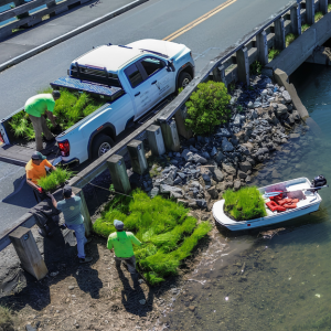Salt marsh restoration crew