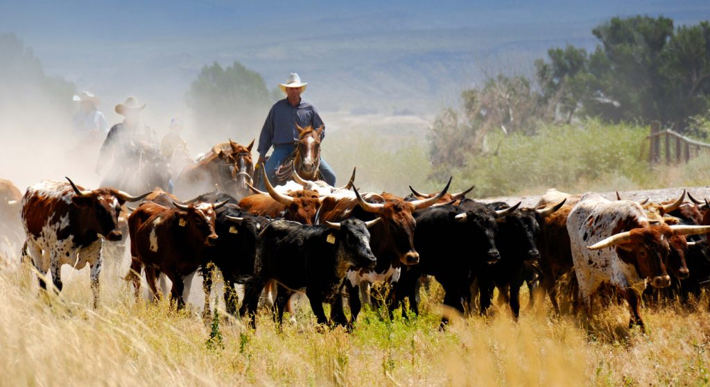 Cattle herd tracking