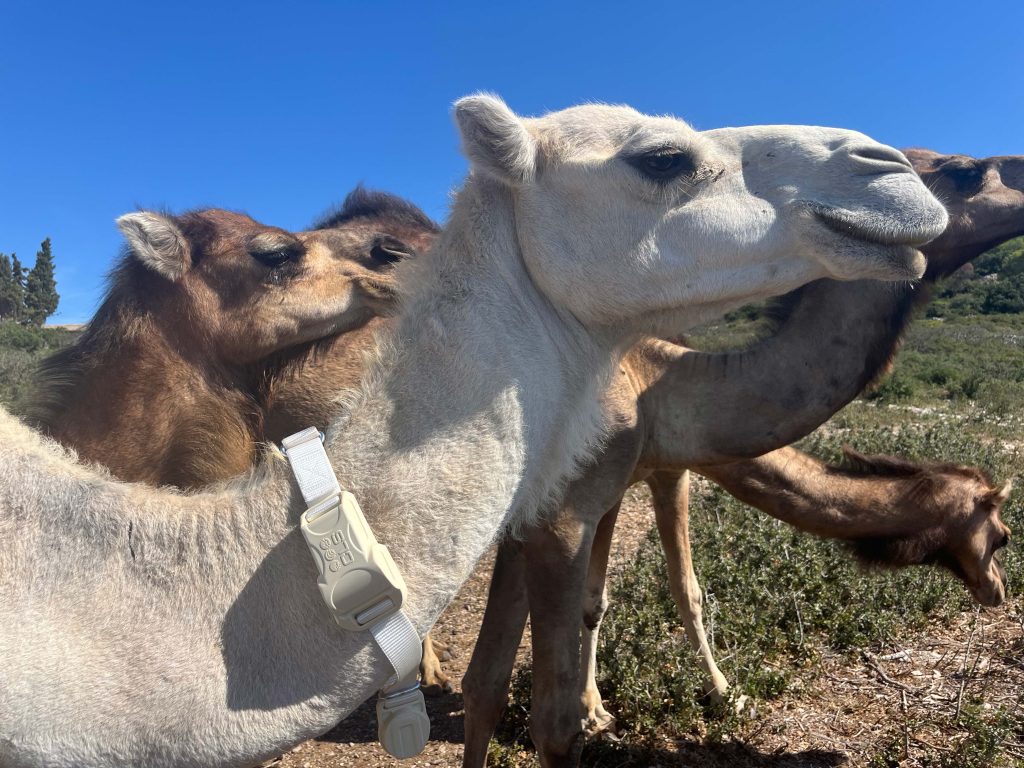 Camel wearing GPS wildlife tracking collar