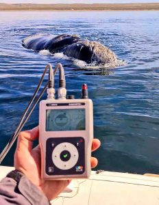 Right whale and Goniometer