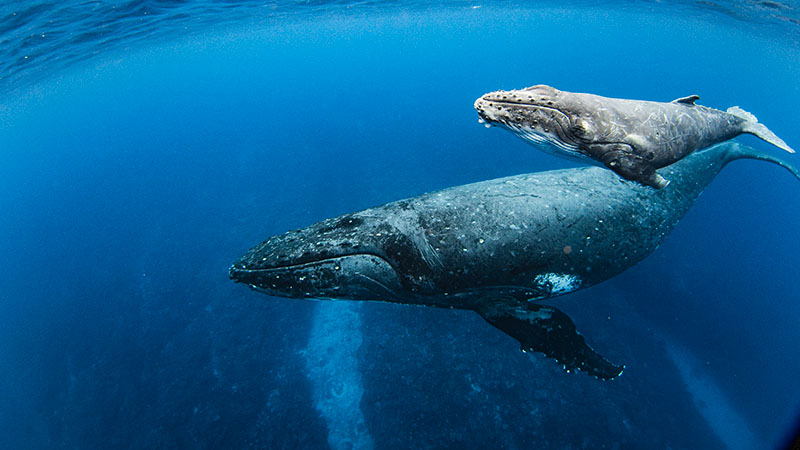 Humpback whales