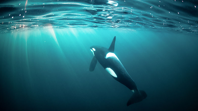 Killer whale swimming