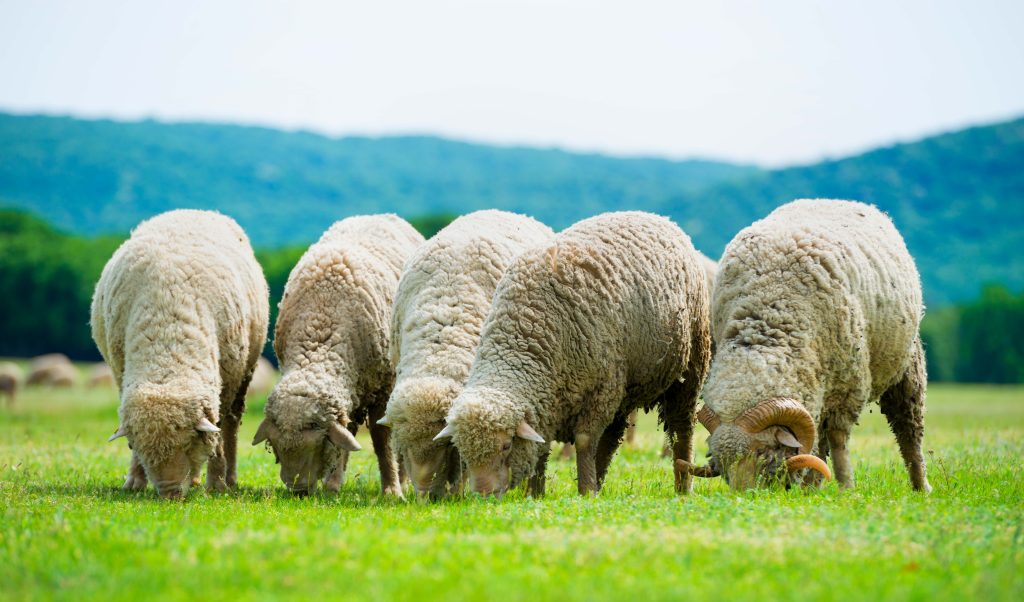 Tracking sheep through mountain range