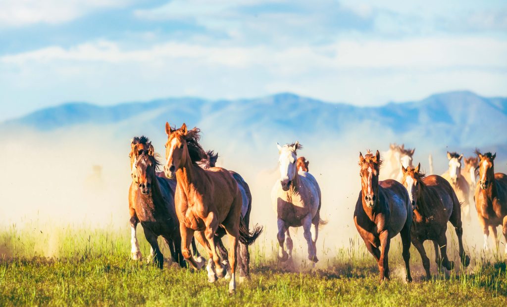 Wild horses