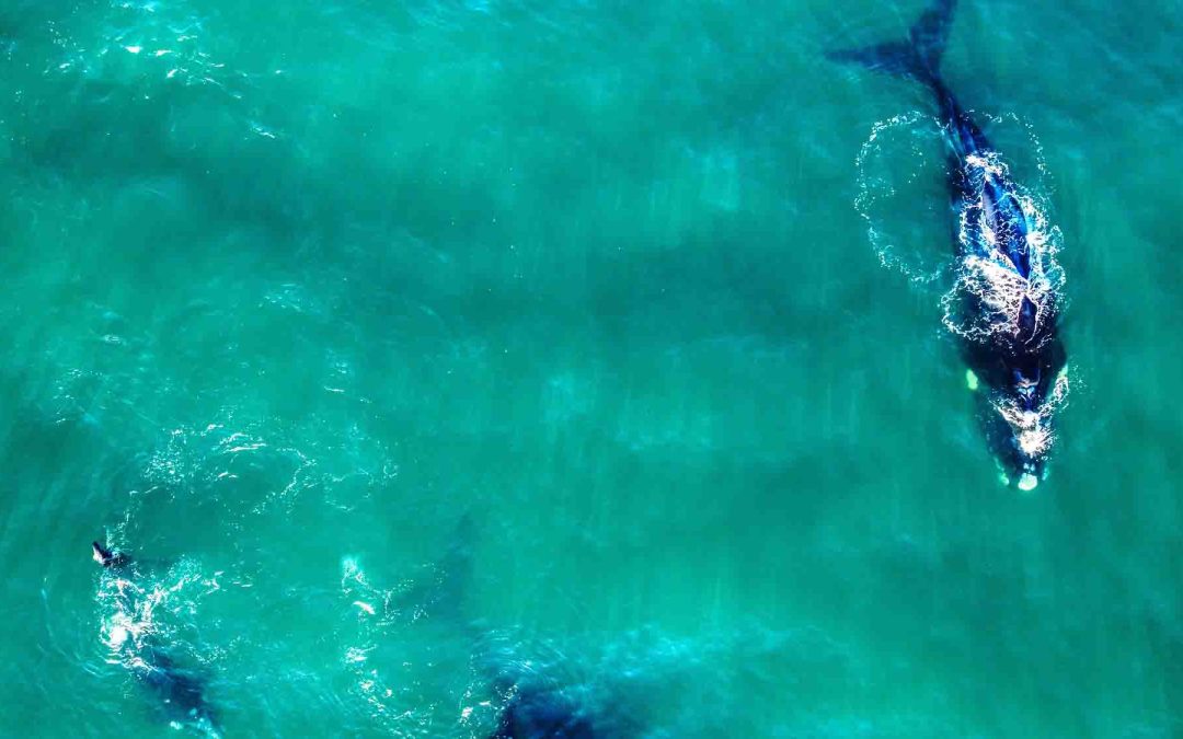 Changing the Way We Track the Ocean’s Giants