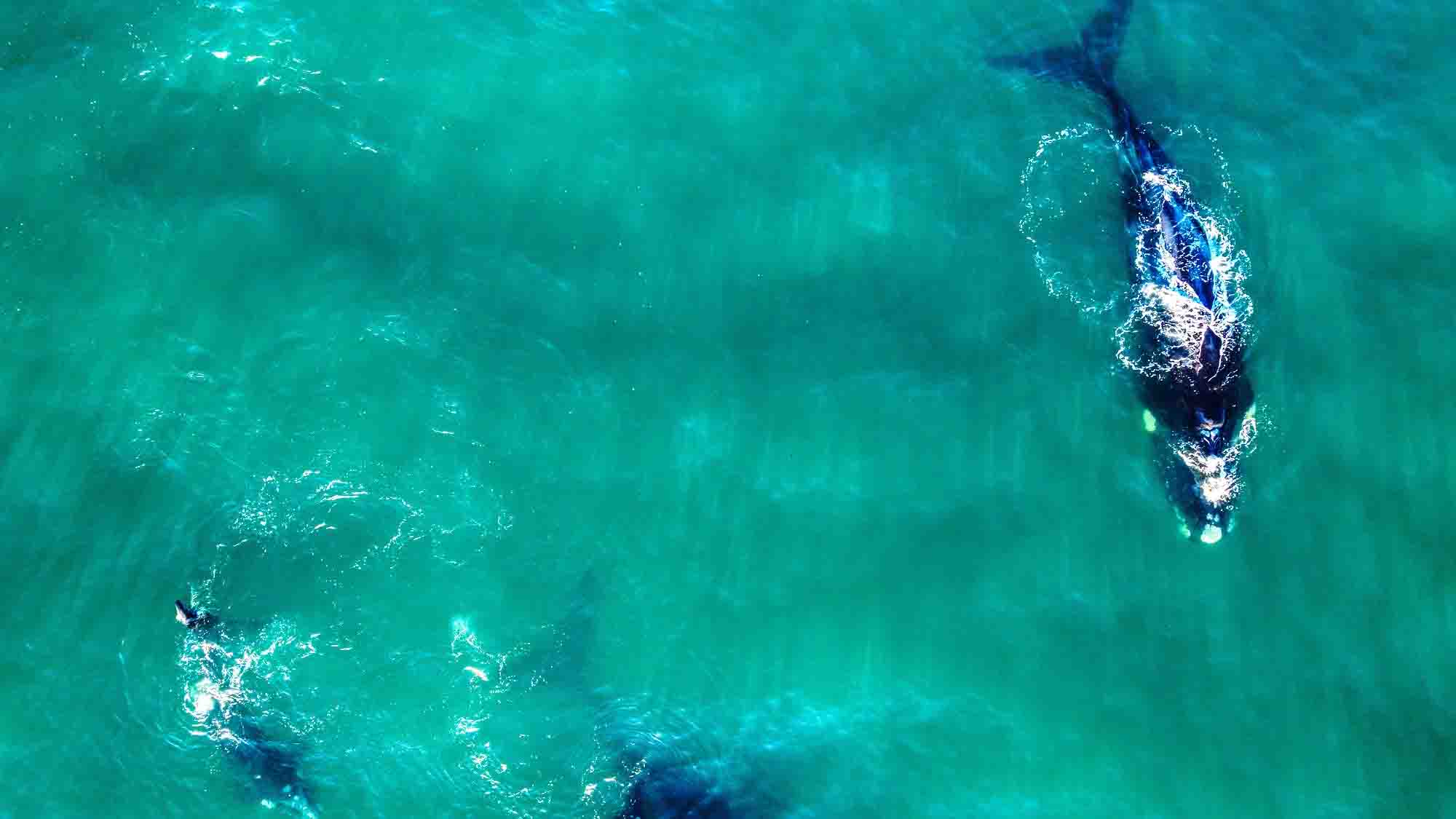 Changing the Way We Track the Ocean’s Giants