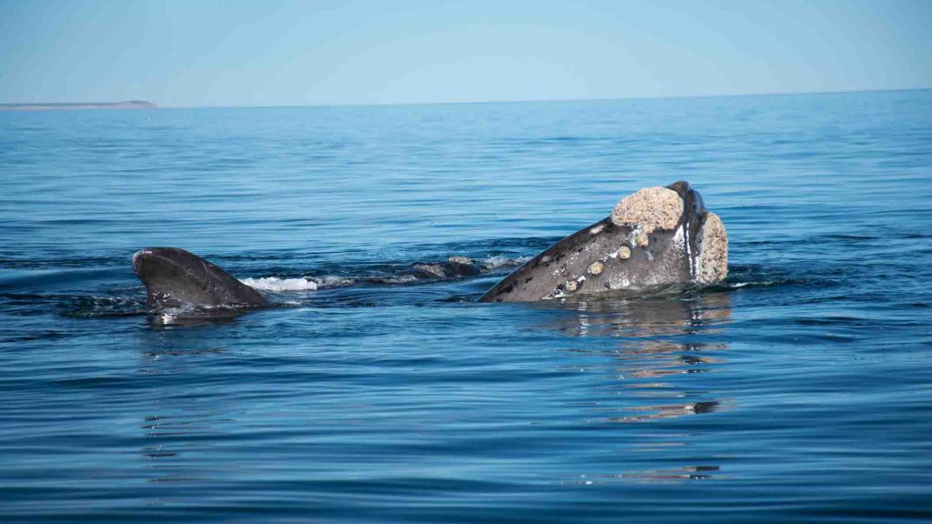 Right whale surfacing
